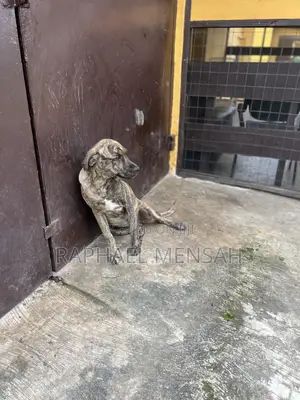 3-6 months Male Purebred Boerboel