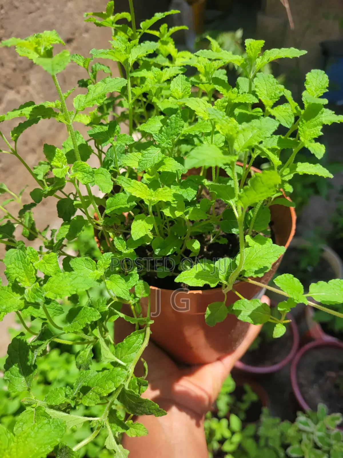 Mint Plant ( All Varieties Available)