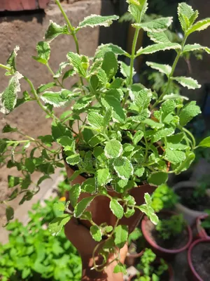 Mint Plant ( All Varieties Available)