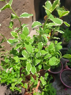 Mint Plant ( All Varieties Available)