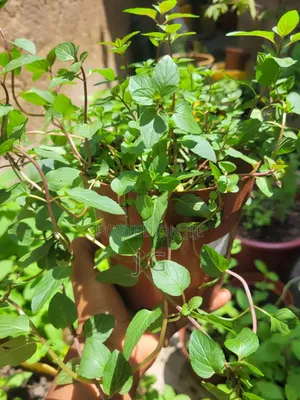 Mint Plant ( All Varieties Available)