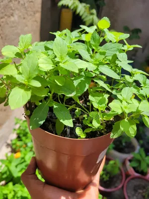 Mint Plant ( All Varieties Available)