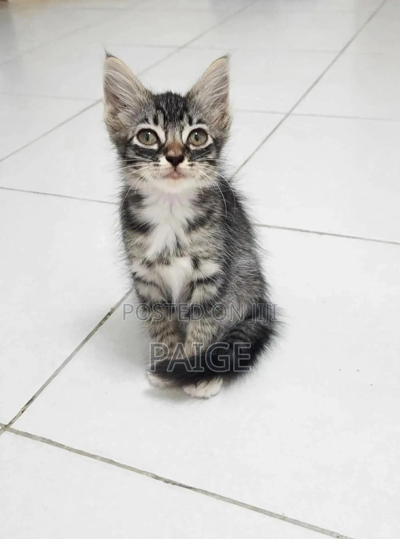 1-3 months Female Mixed Breed Tabby