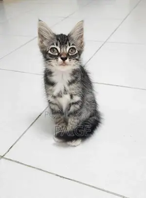 1-3 months Female Mixed Breed Tabby