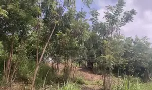 Documented Land