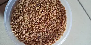 Fenugreek Seed