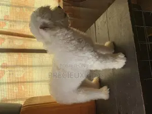1+ Year Male Purebred Maltese