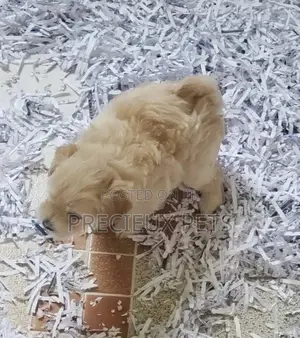 Young Female Purebred Poodle