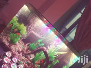 Aquarium Complete Setup