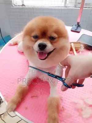 Grooming Appointment For Toy Dogs