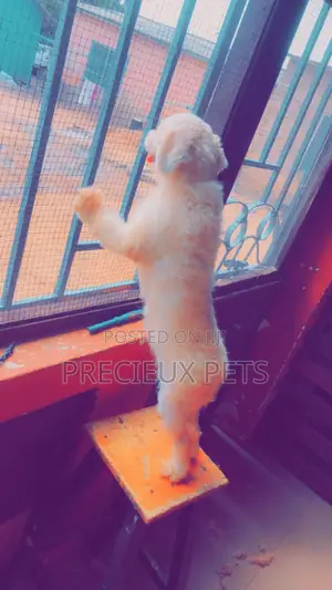 Miniature White Male Poodle for Crossing