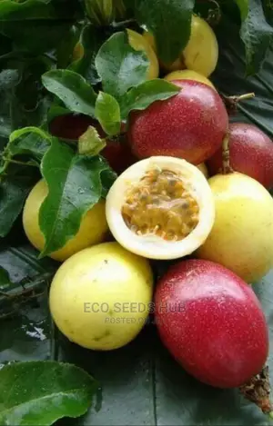 Passion Fruit Seedling