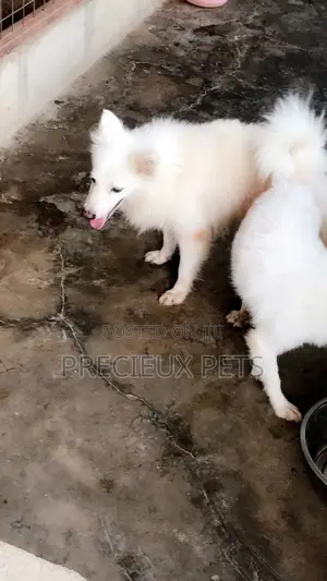 Crossing For American Eskimo #3- Vom Larry
