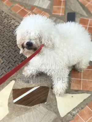 Grooming Appointment For TOY DOGS