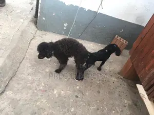 Stud Services Available For Black Poodle