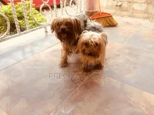 Stud Services Available For Yorkies