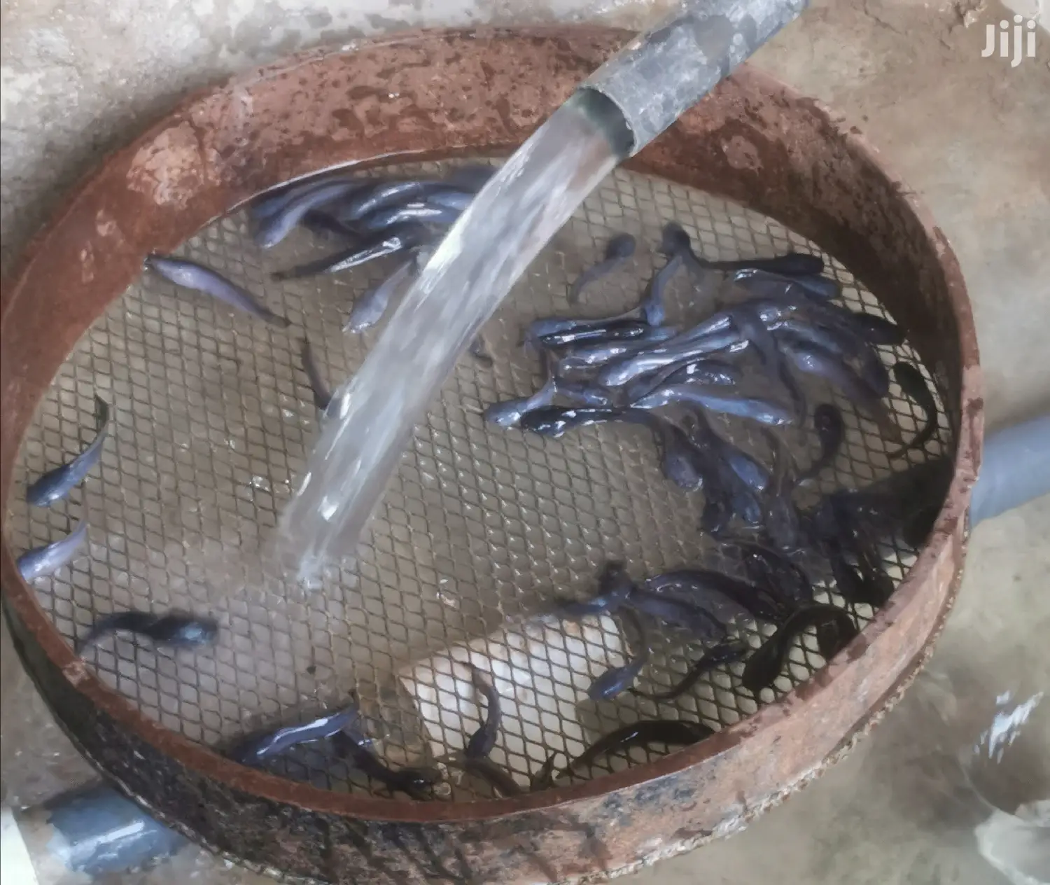 Catfish Farming