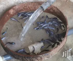 Catfish Farming
