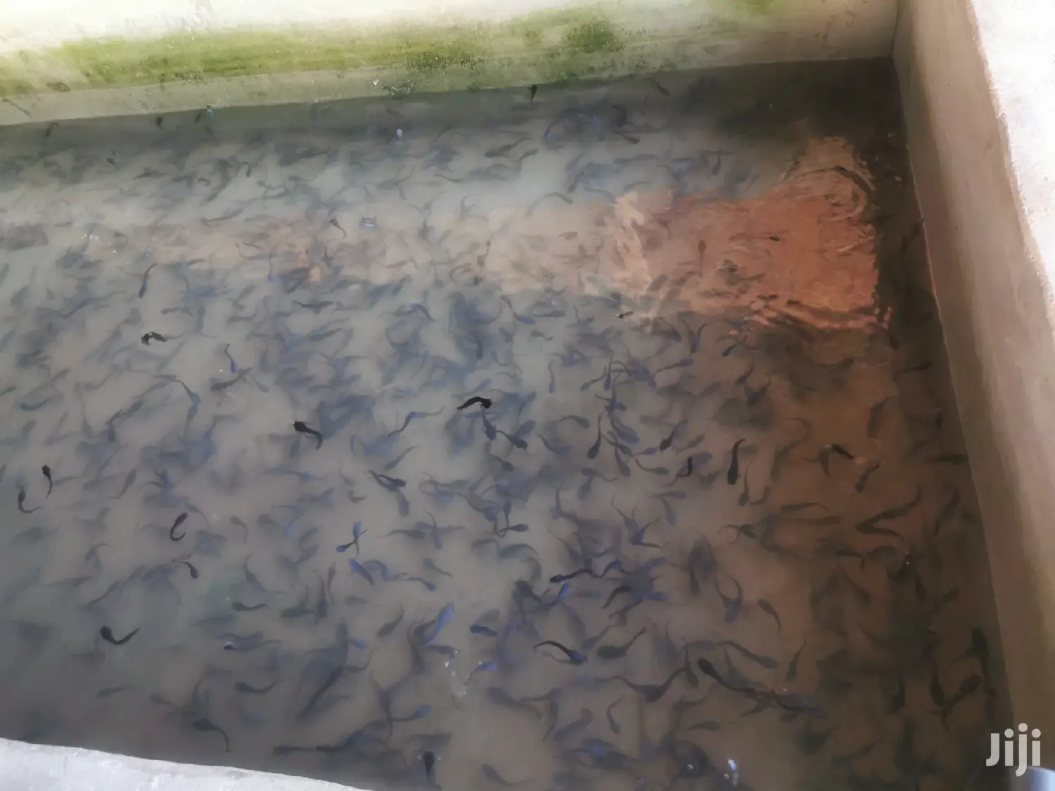 Catfish Farming