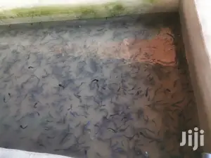 Catfish Farming
