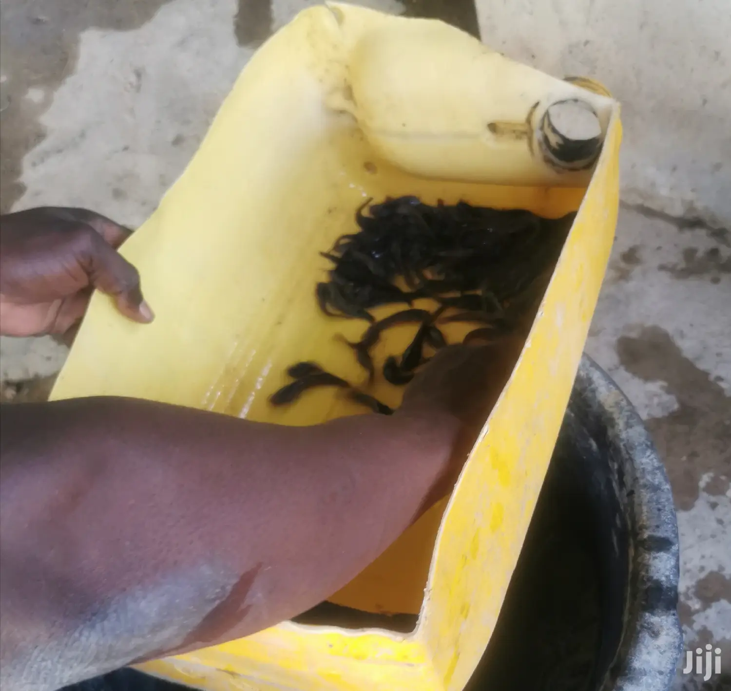Catfish Farming
