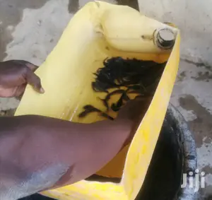 Catfish Farming