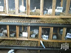 Top Quality Rabbits