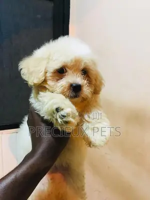 Baby Male Purebred Poodle