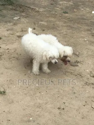 1+ year Male Purebred Maltese