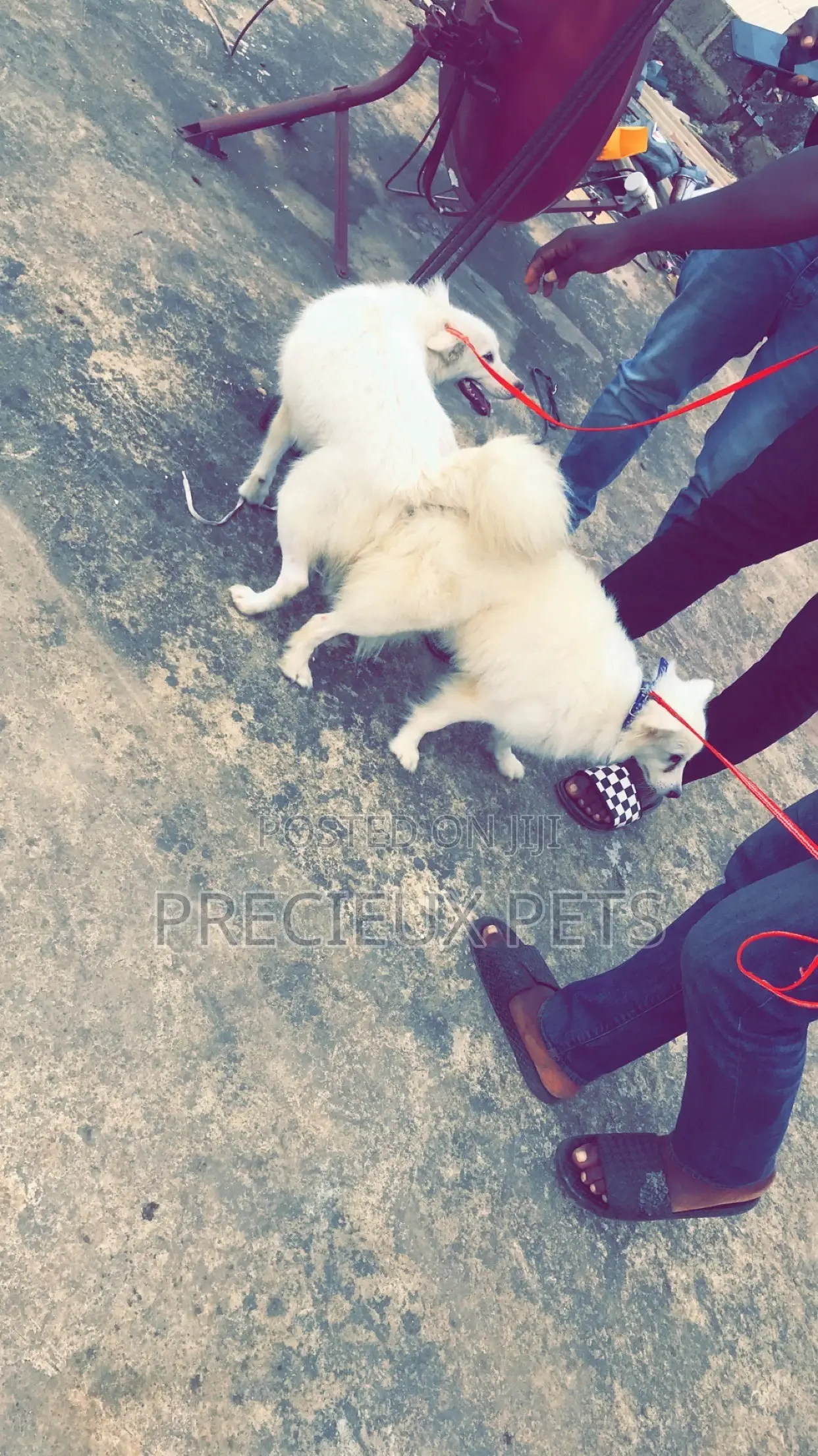 Stud Services For American Eskimo