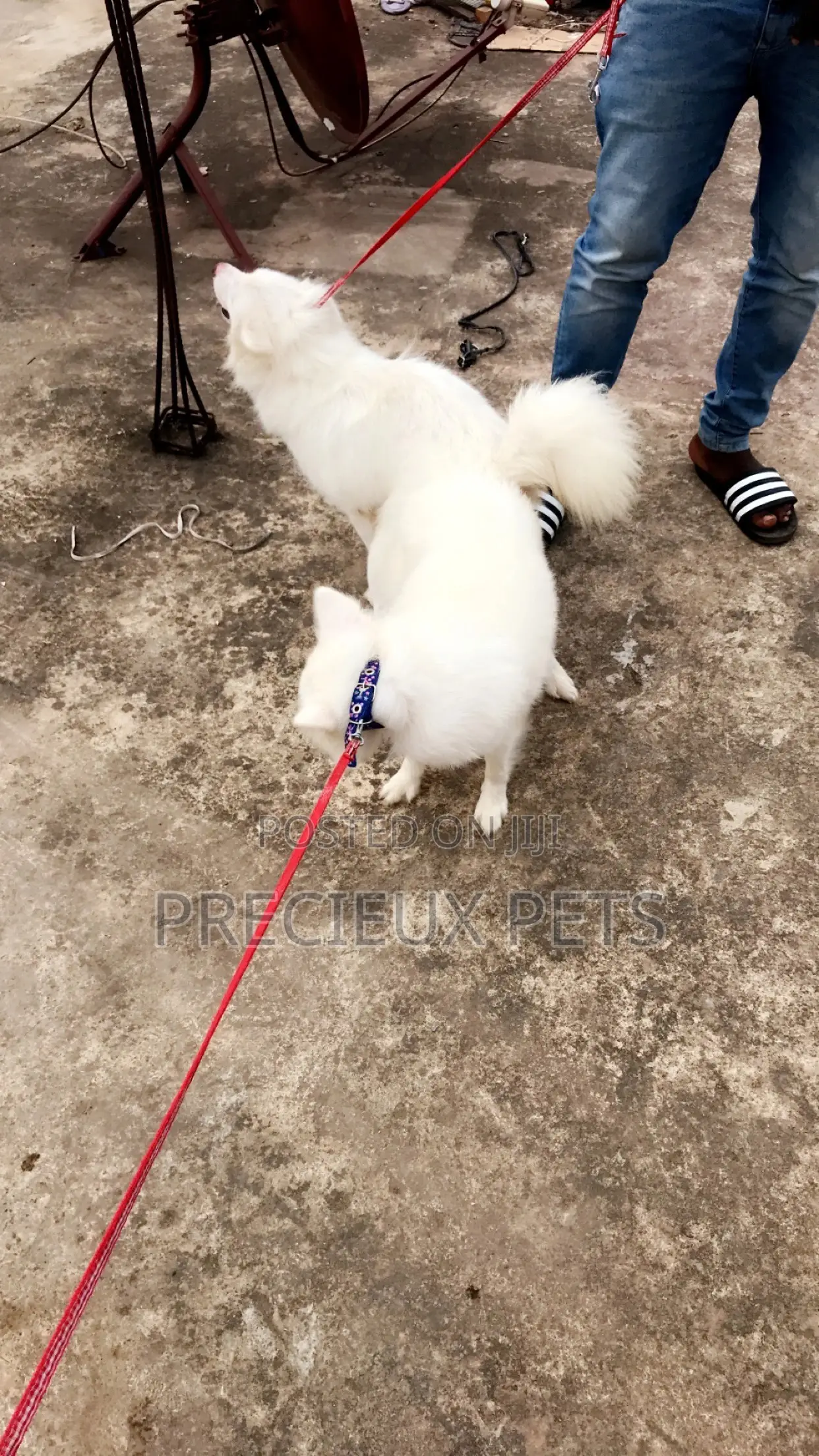 Stud Services For American Eskimo