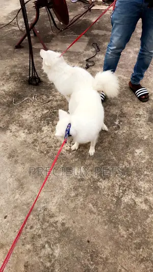 Stud Services For American Eskimo
