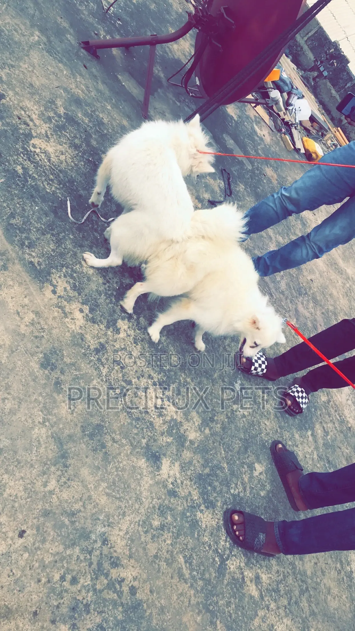 Stud Services For American Eskimo