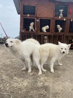 Stud Services For American Eskimo