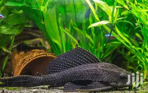 Aquarium Tank Cleaner