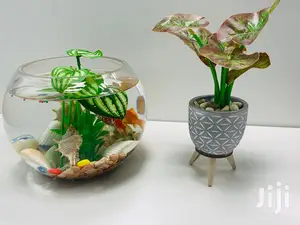 Fish Bowls