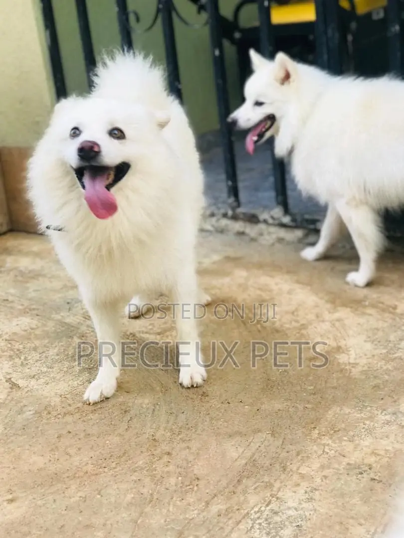 Crossing Male Purebred American Eskimo #2
