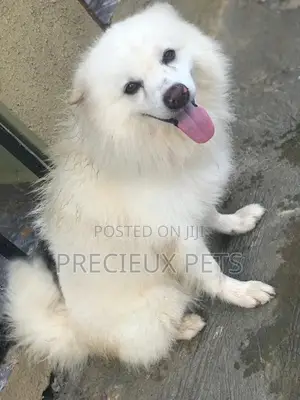 Crossing Male Purebred American Eskimo #2