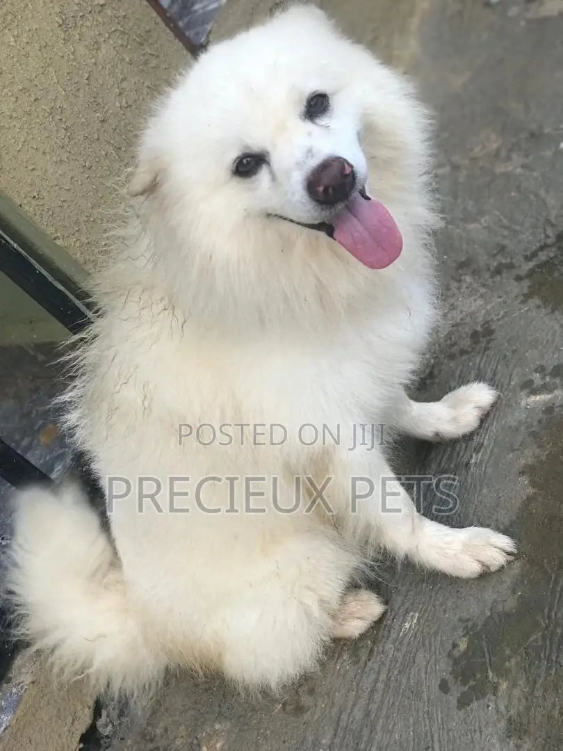 Crossing Male Purebred American Eskimo #2