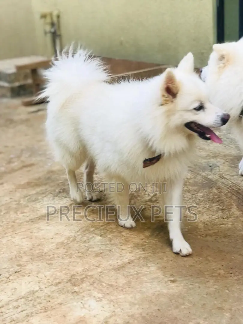 Crossing Male Purebred American Eskimo #2