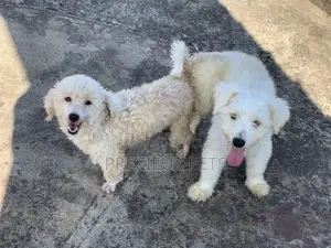 Mating / Crossing / Stud Services Toy Dogs