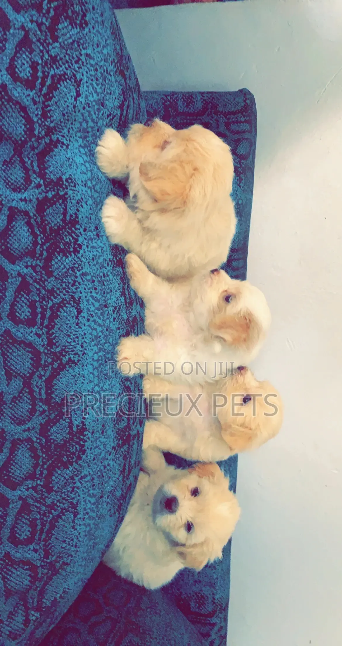 1-3 Months Female Purebred Poodle