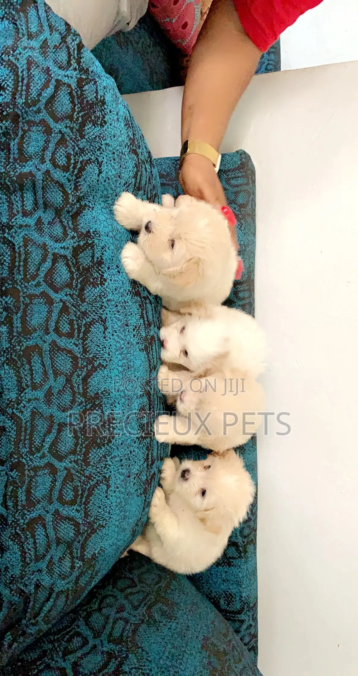 1-3 Months Female Purebred Poodle