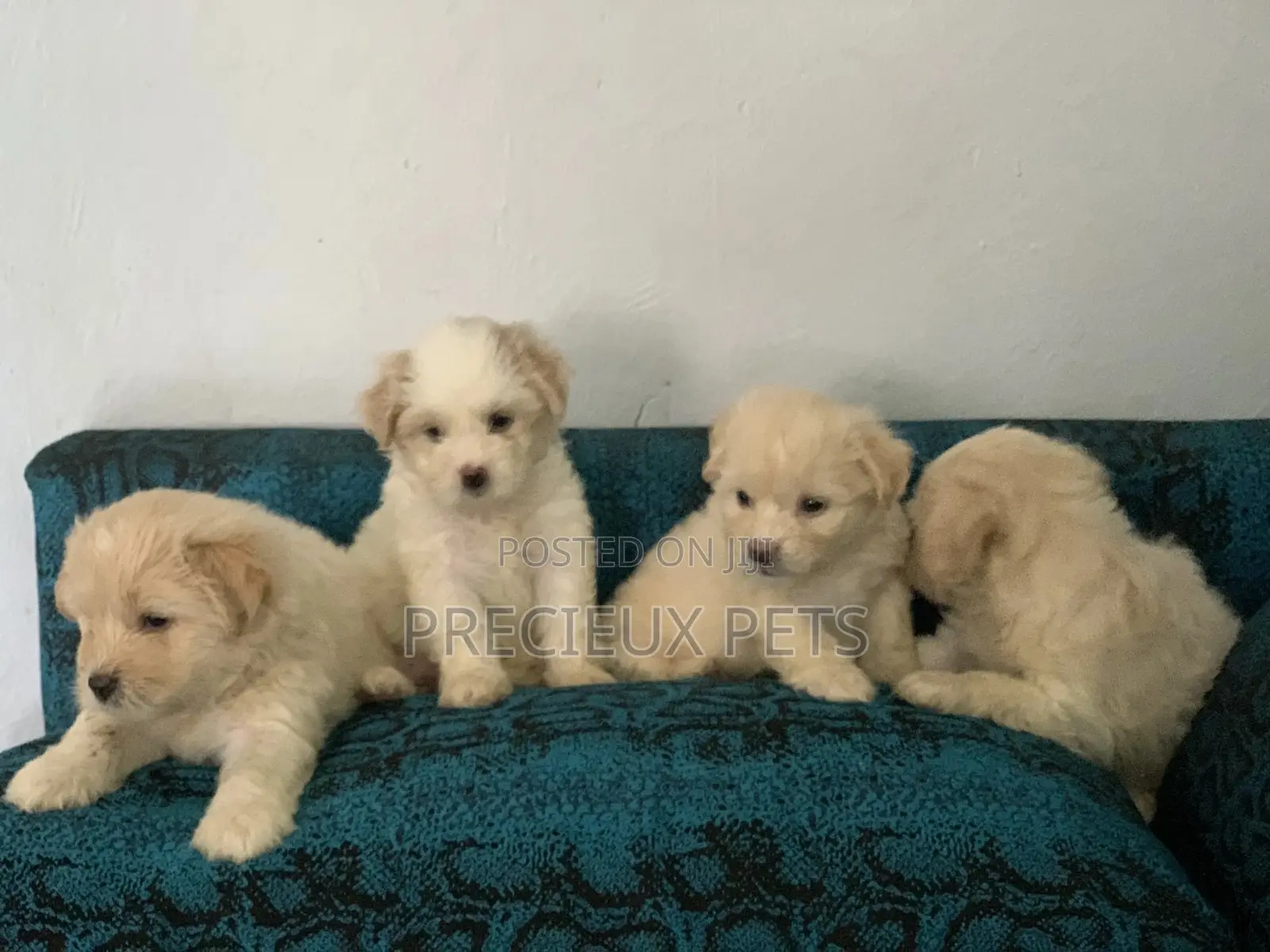 1-3 Months Female Purebred Poodle