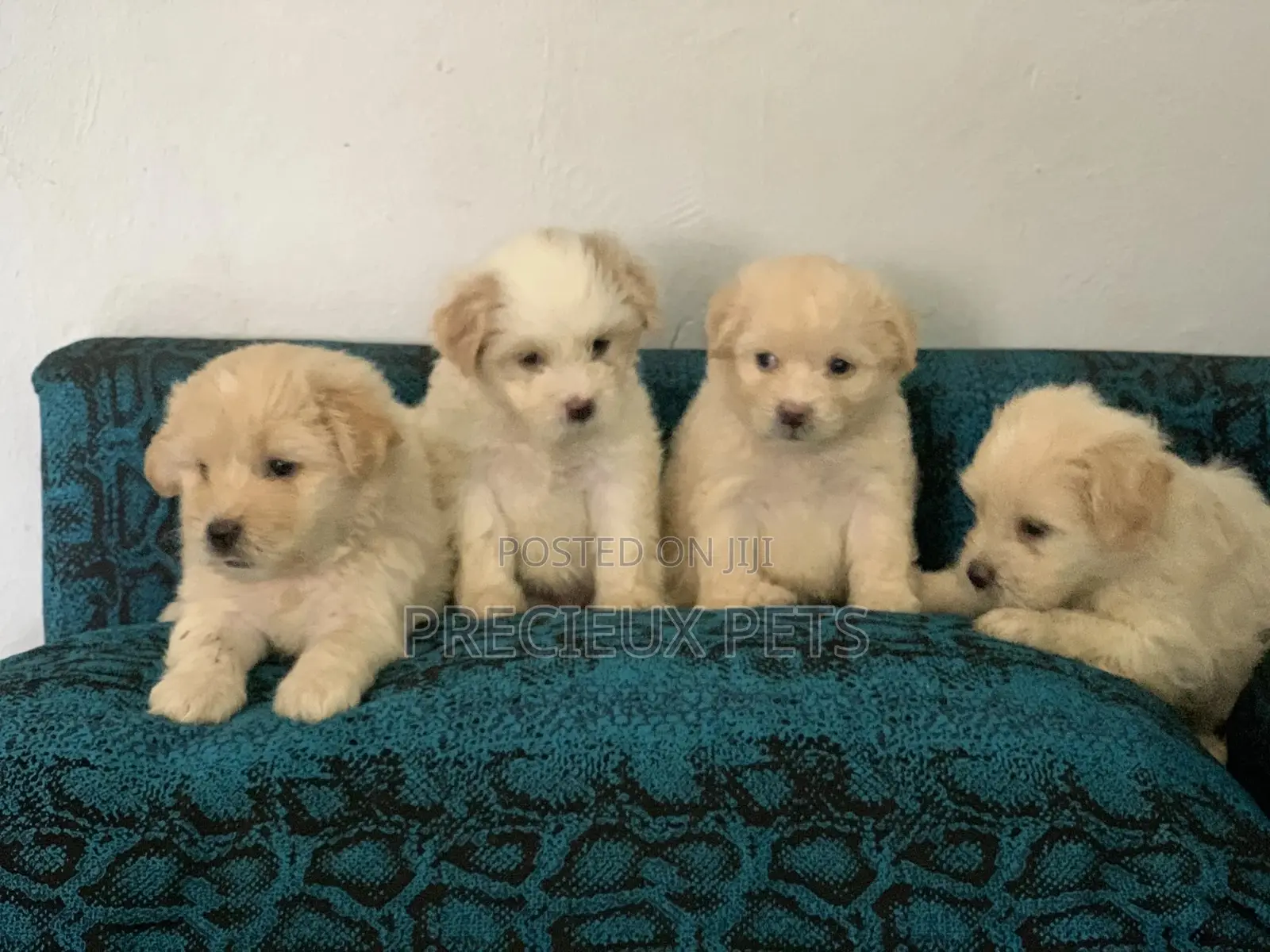 1-3 Months Female Purebred Poodle
