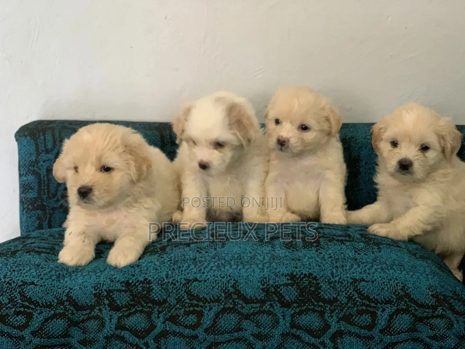 1-3 Months Female Purebred Poodle