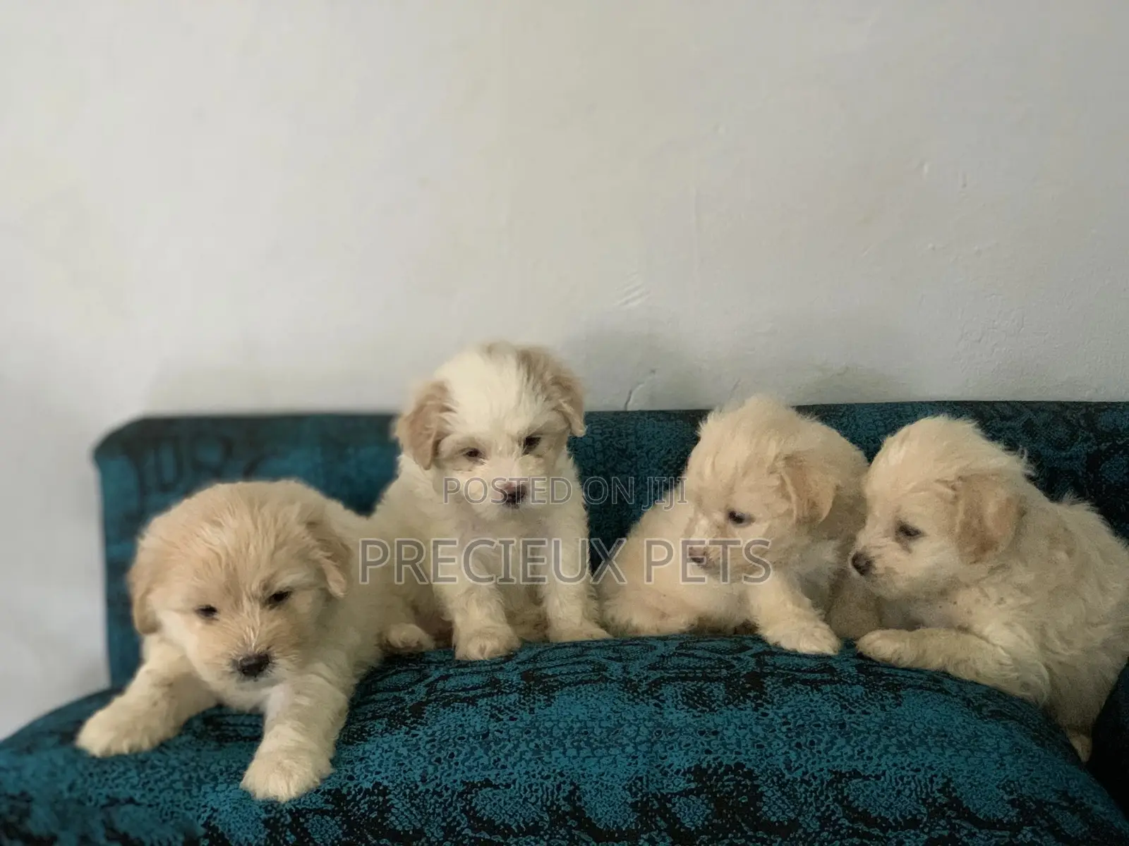 1-3 Months Female Purebred Poodle
