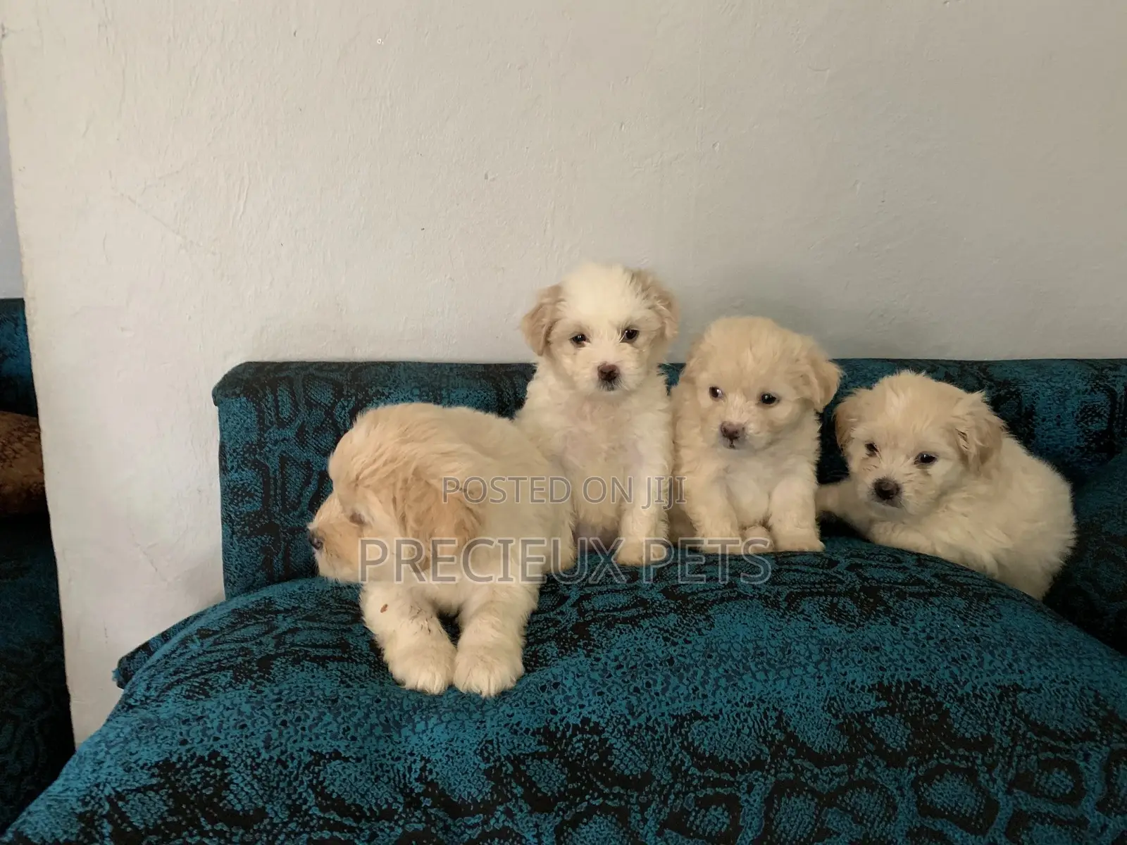 1-3 Months Female Purebred Poodle