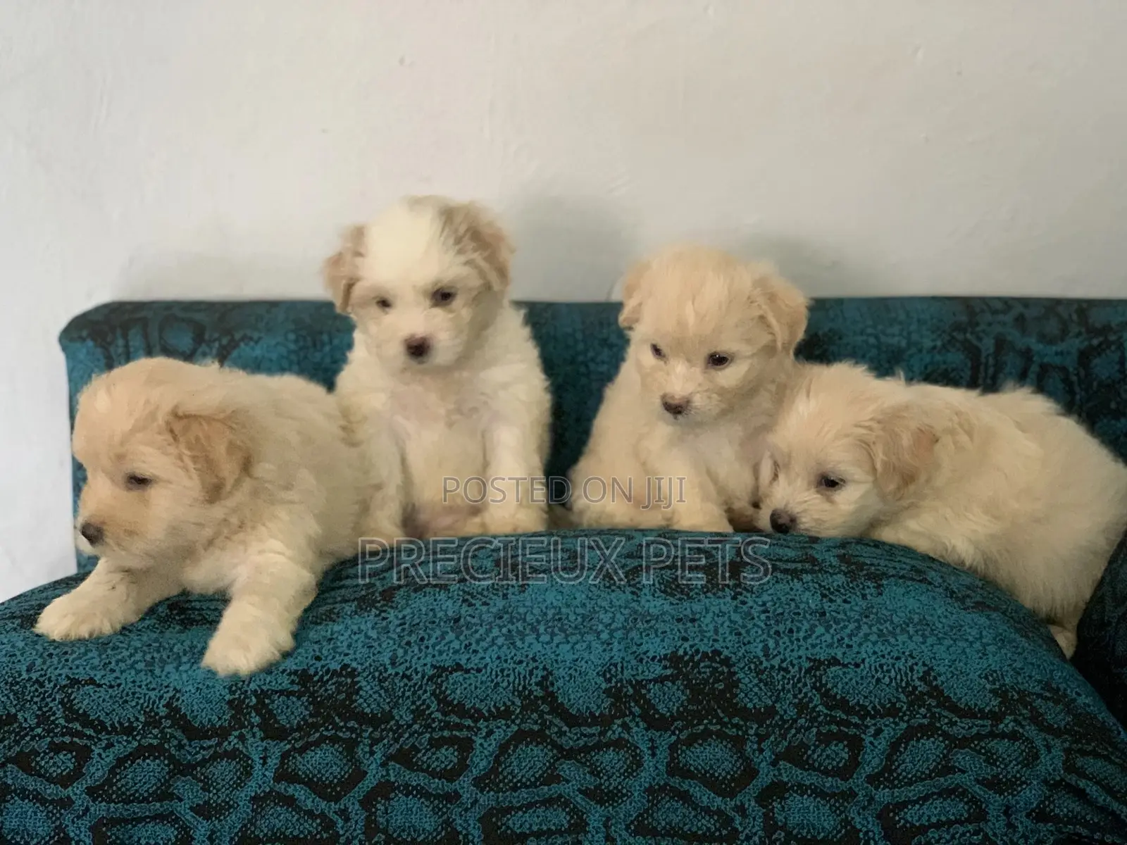 1-3 Months Female Purebred Poodle