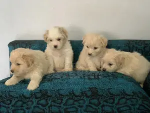 1-3 Months Female Purebred Poodle